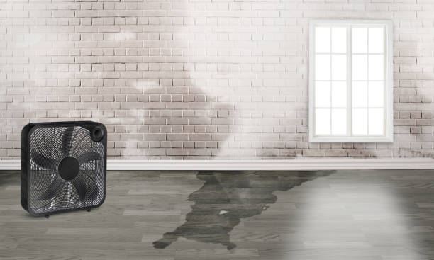 Best Local water damage restoration  in Hillsdale, NJ